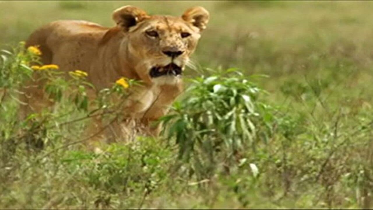 Survival: Tales from the Wild