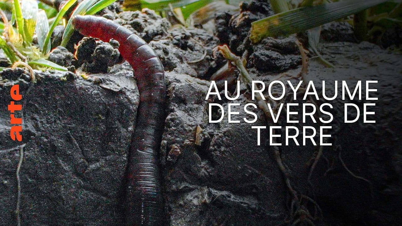 Im Reich des Regenwurms