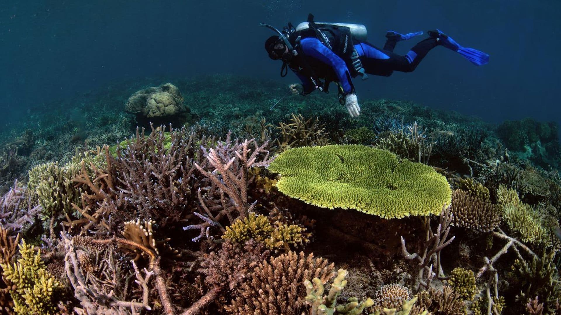 Die Rückkehr der Korallen