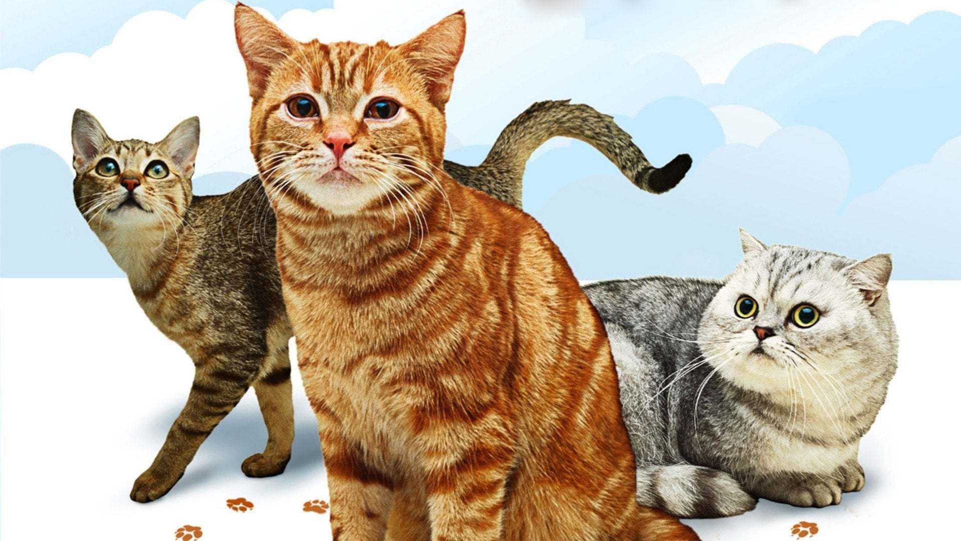 Das große Katzen-ABC