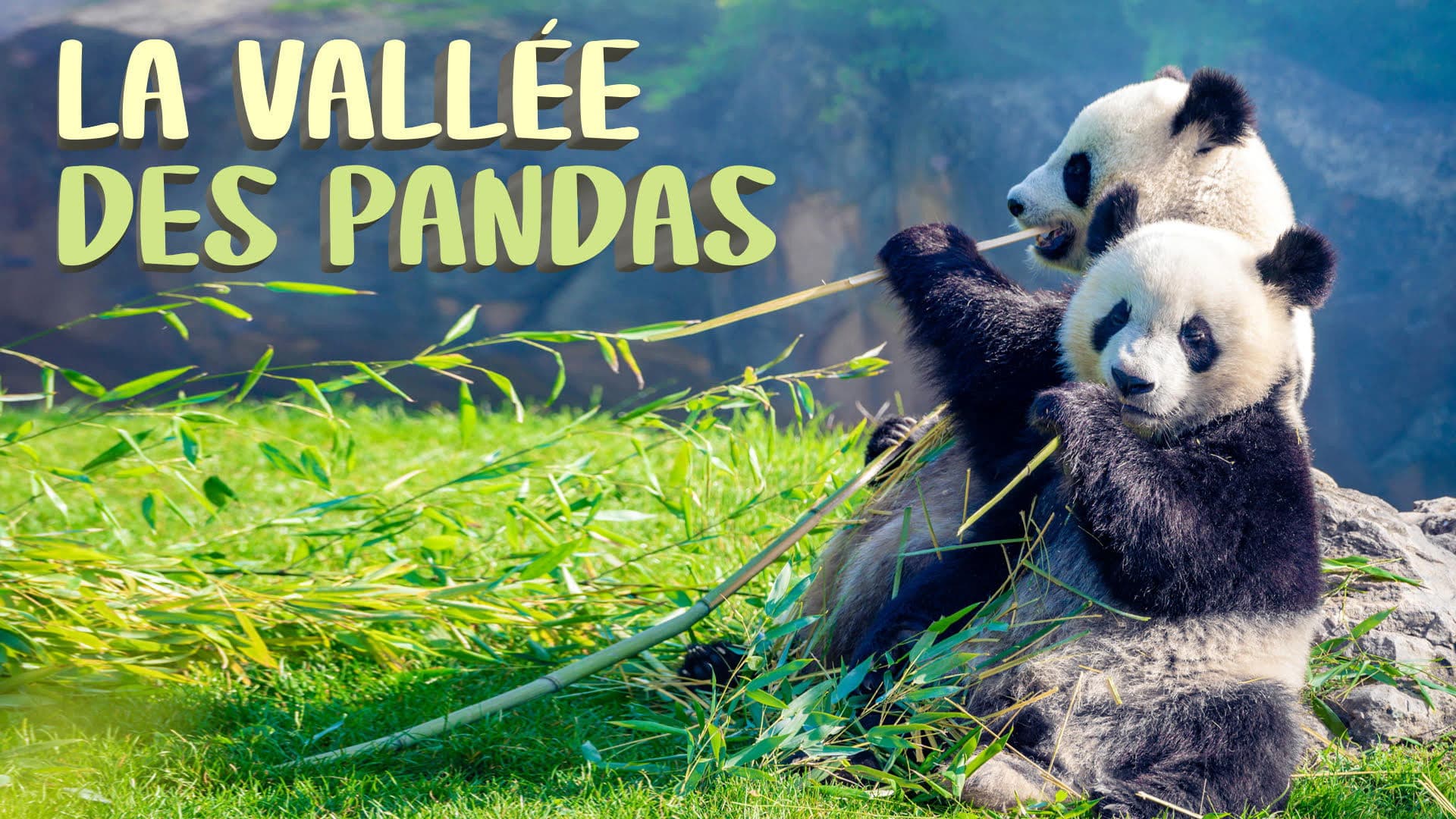 La Vallée Des Pandas