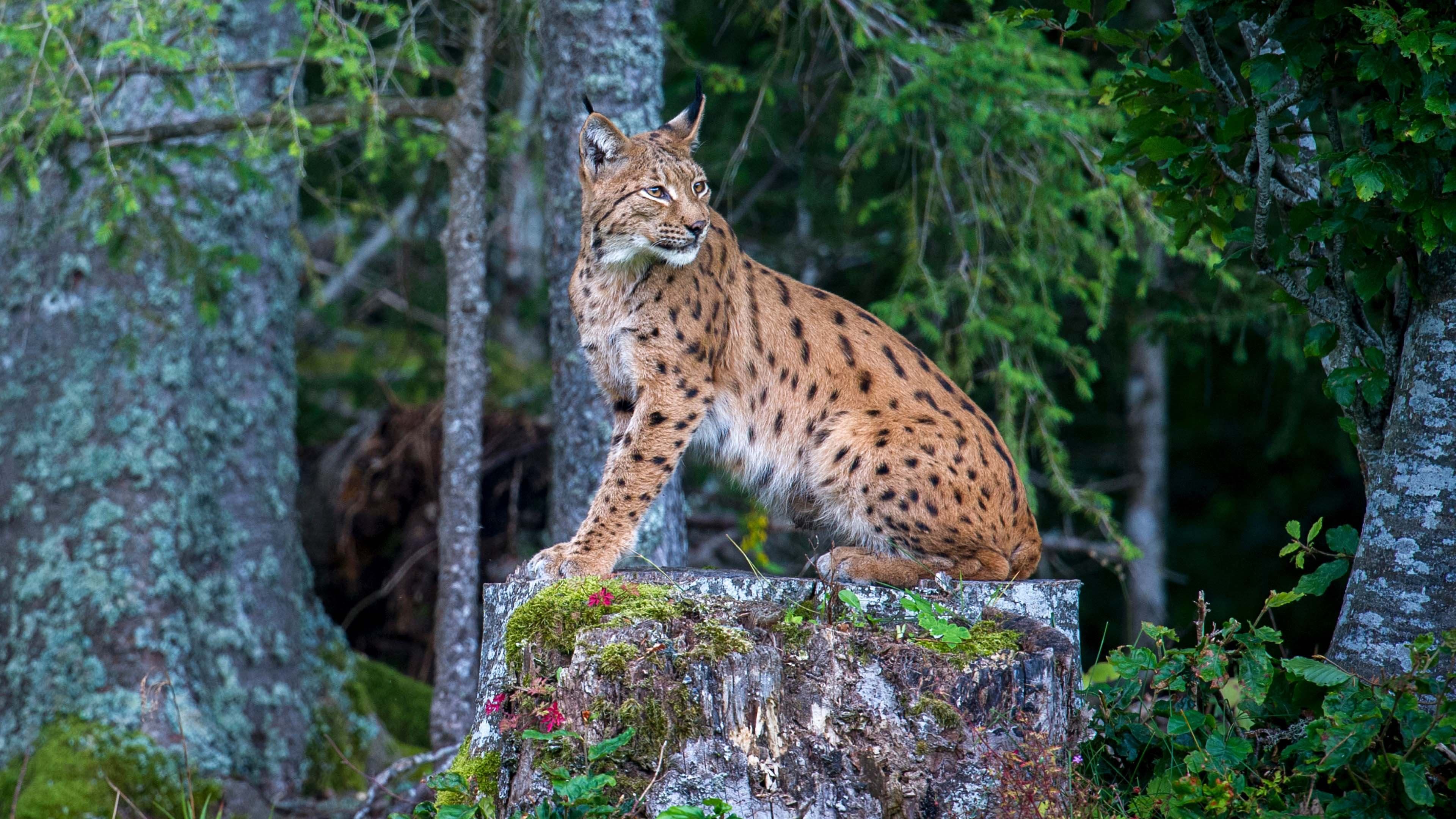 Luchs
