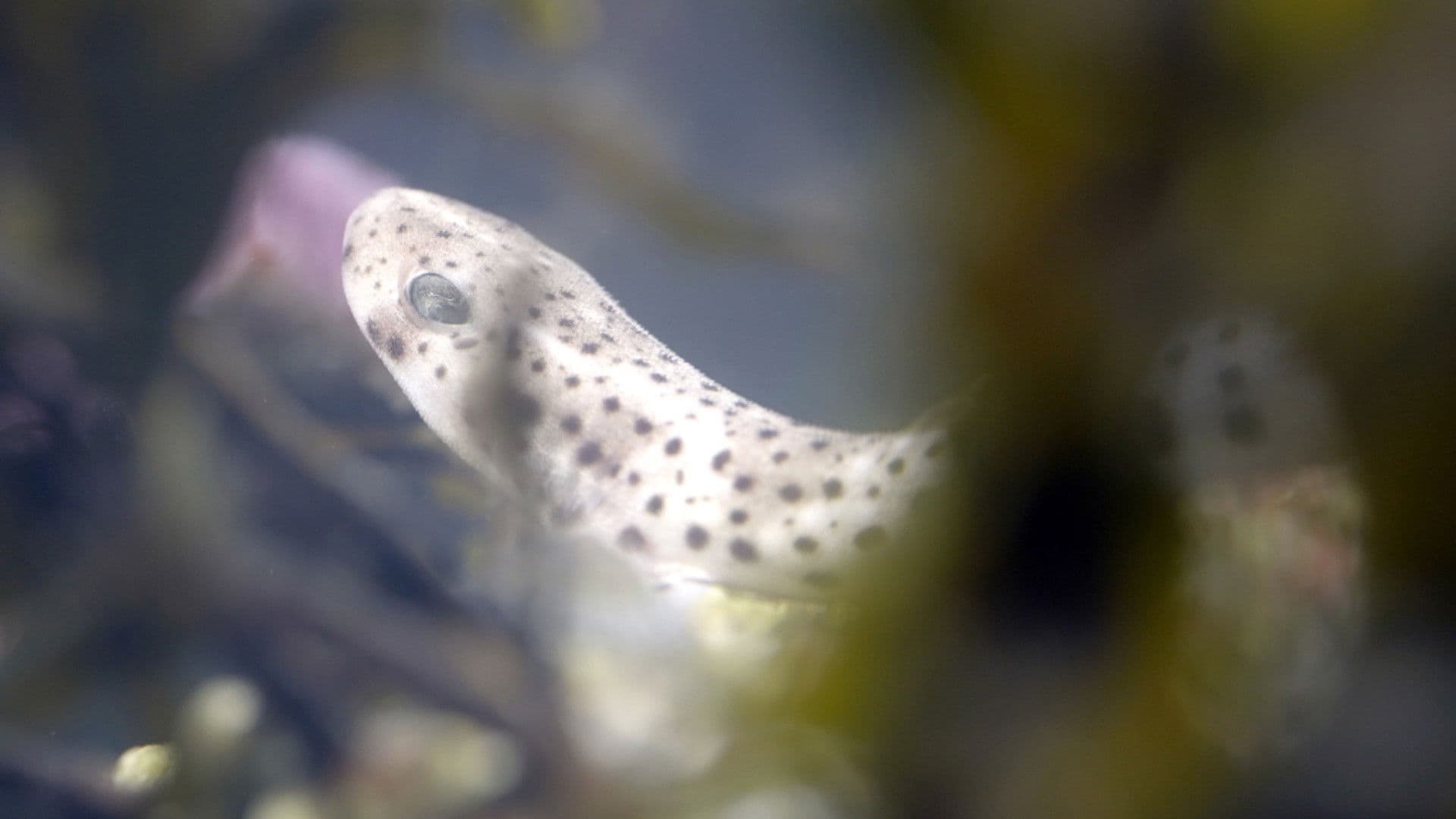 Ebbe - Ein tierisches Kammerspiel