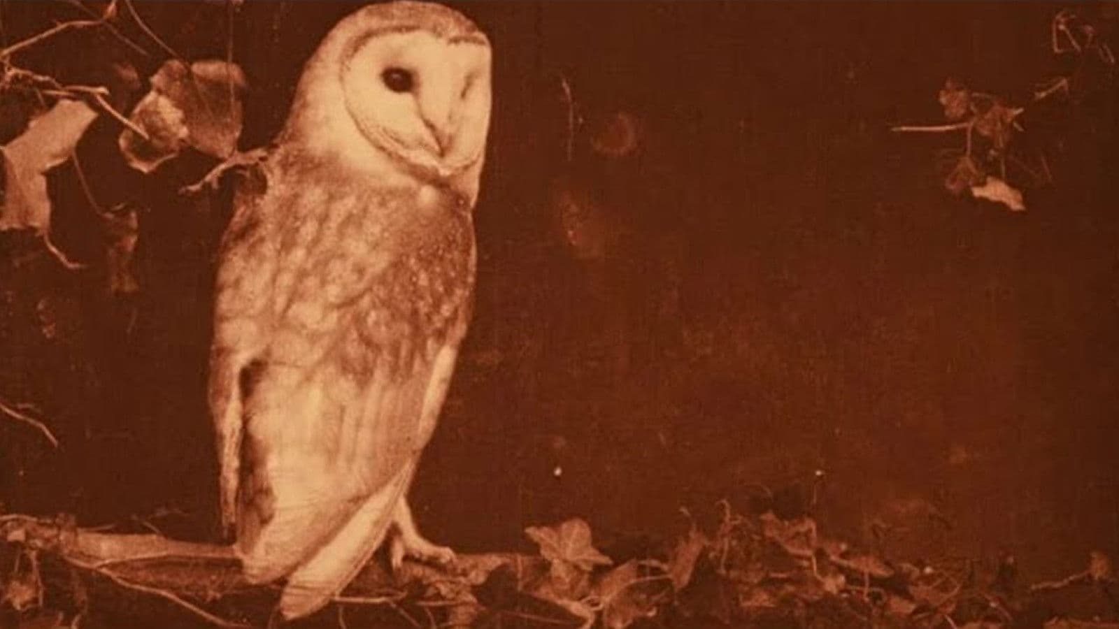 Les oiseaux chez eux