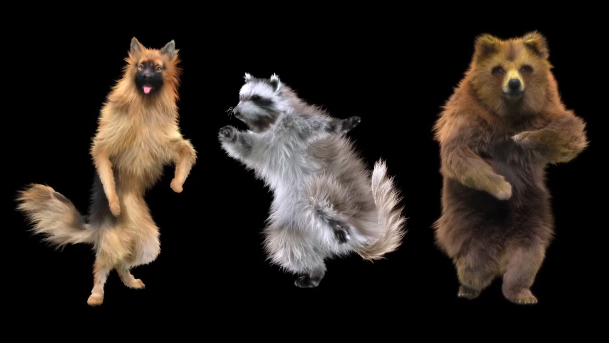 Wenn Tiere es aus Spaß an der Freude tun