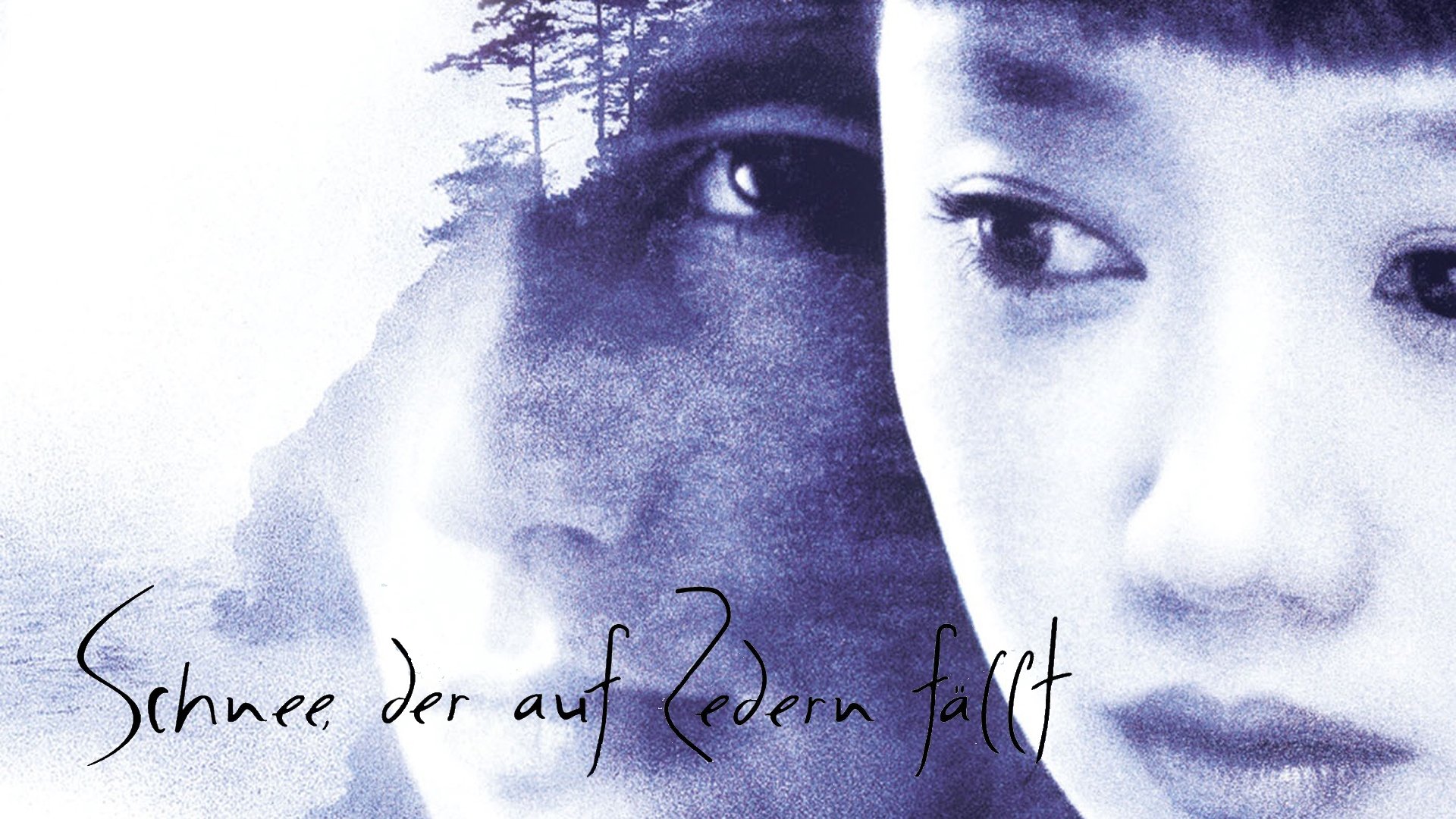 Schnee, der auf Zedern fällt