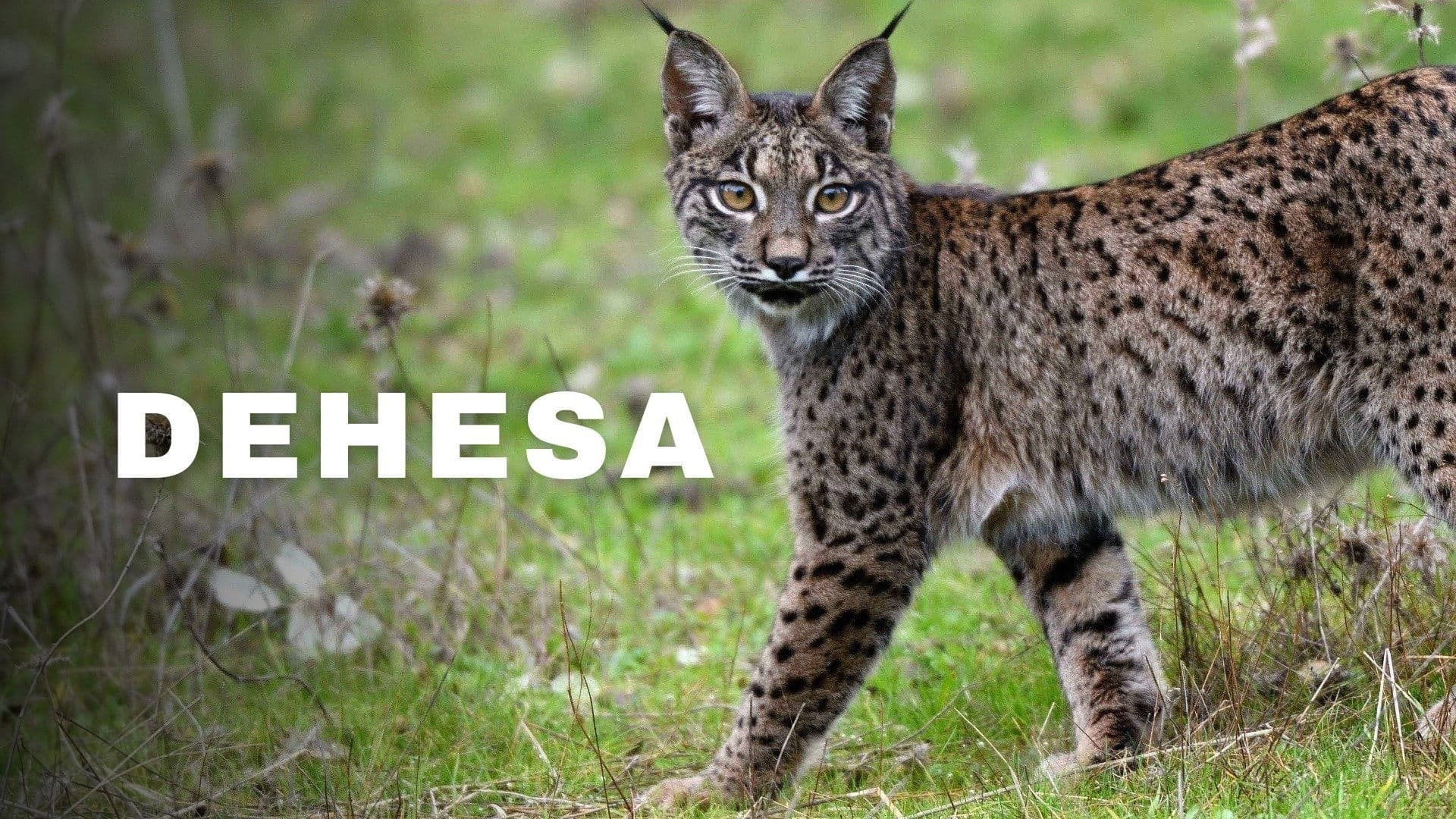 Dehesa: Spaniens Serengeti