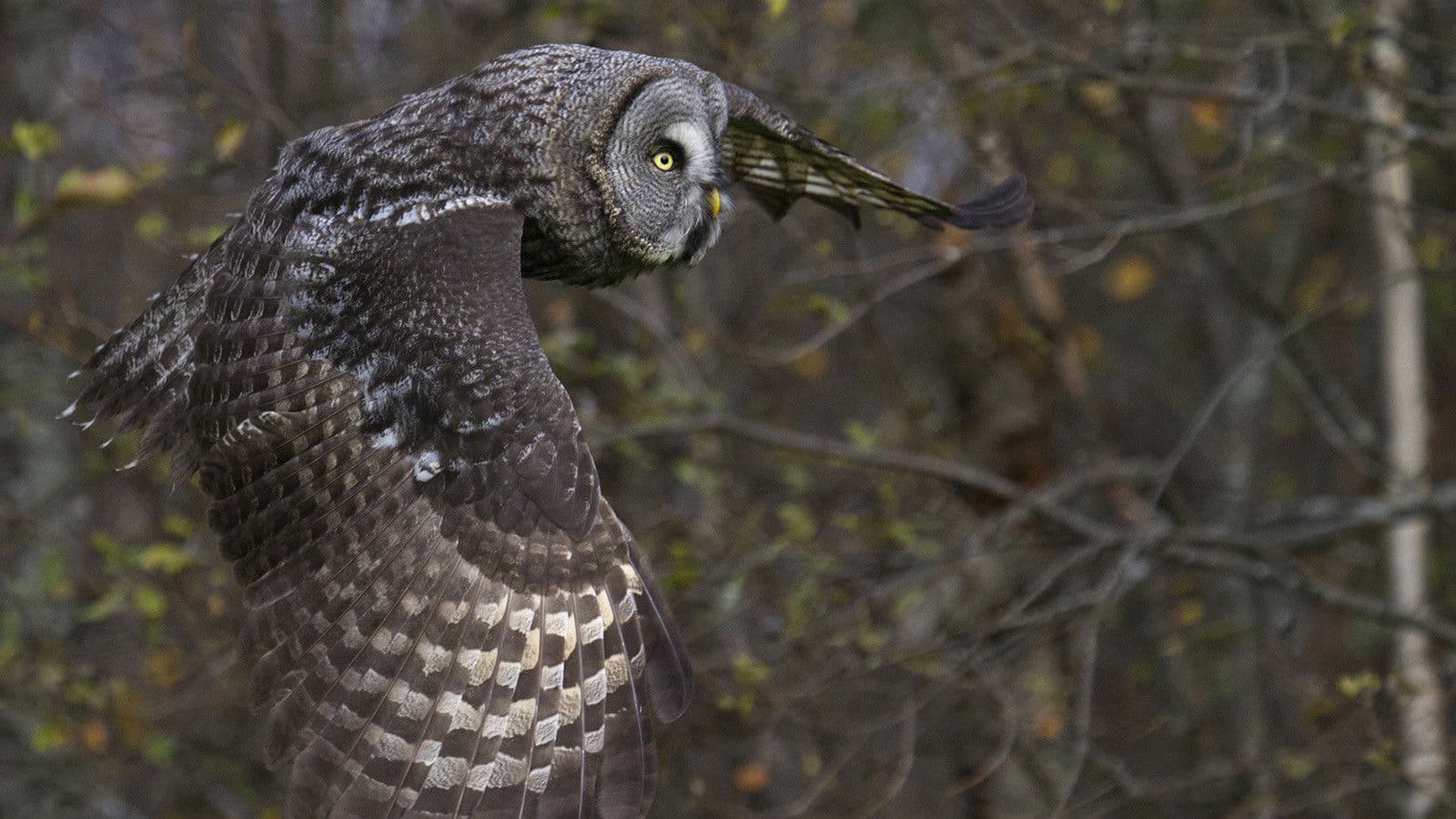 Wunder des Waldes 3D: Tales of a Forest