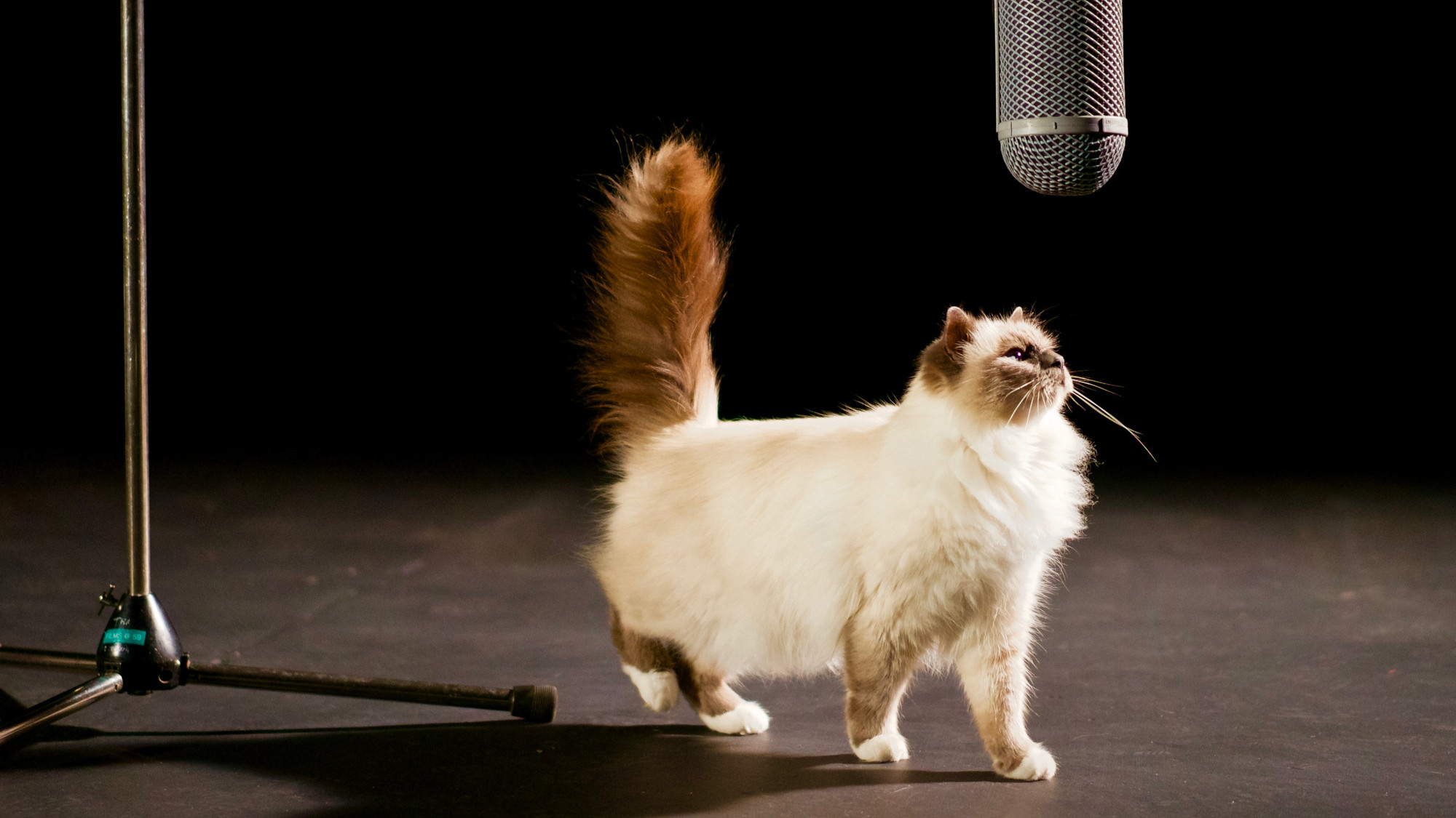 Die geheime Welt unserer Katzen