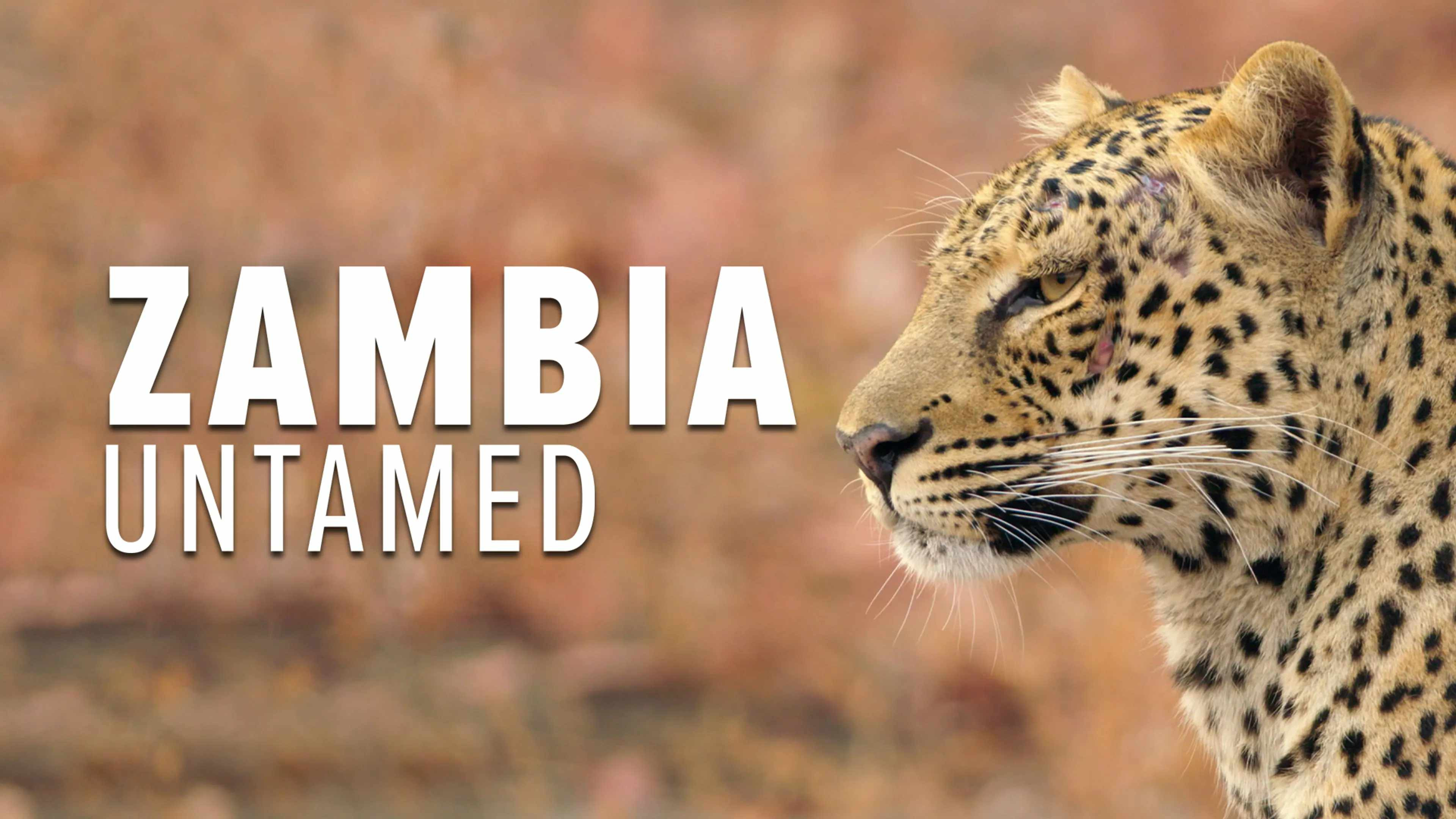 Zambia Untamed