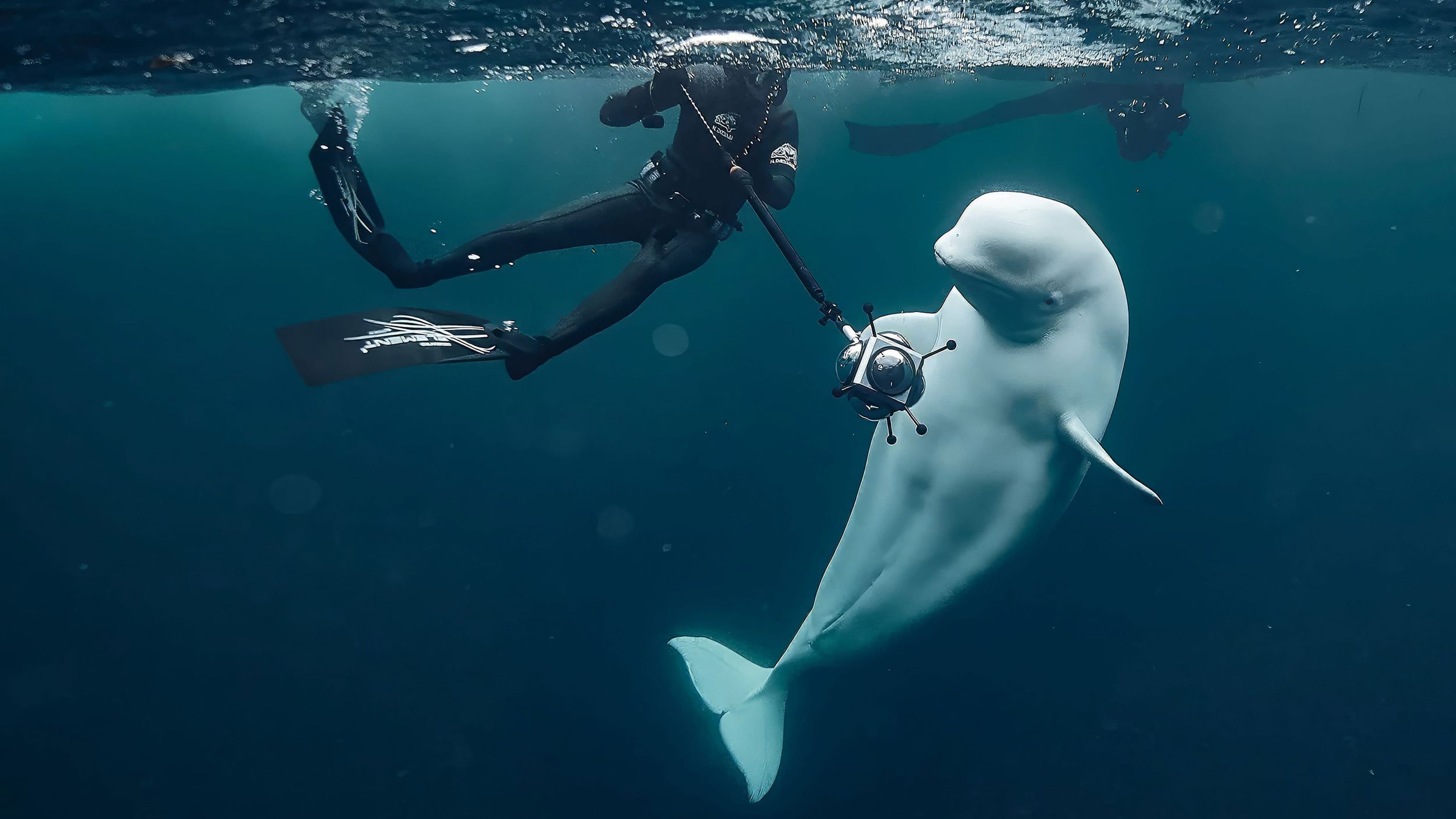 Hvaldimir - der Spionage-Wal