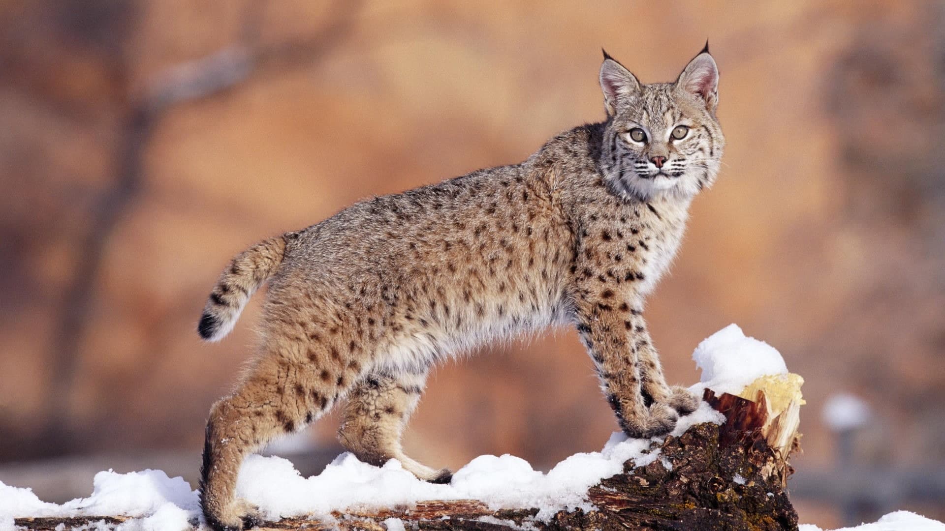 Lynx - Close Up