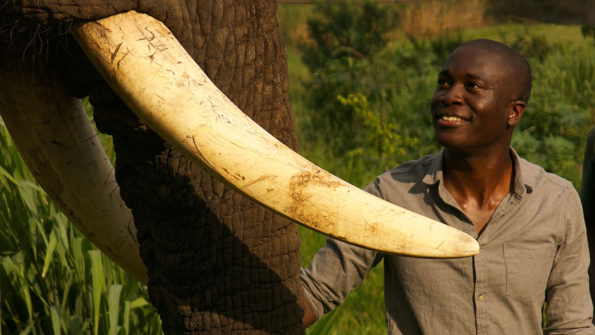 Animal Super Senses – Die Wahrnehmung von Tieren