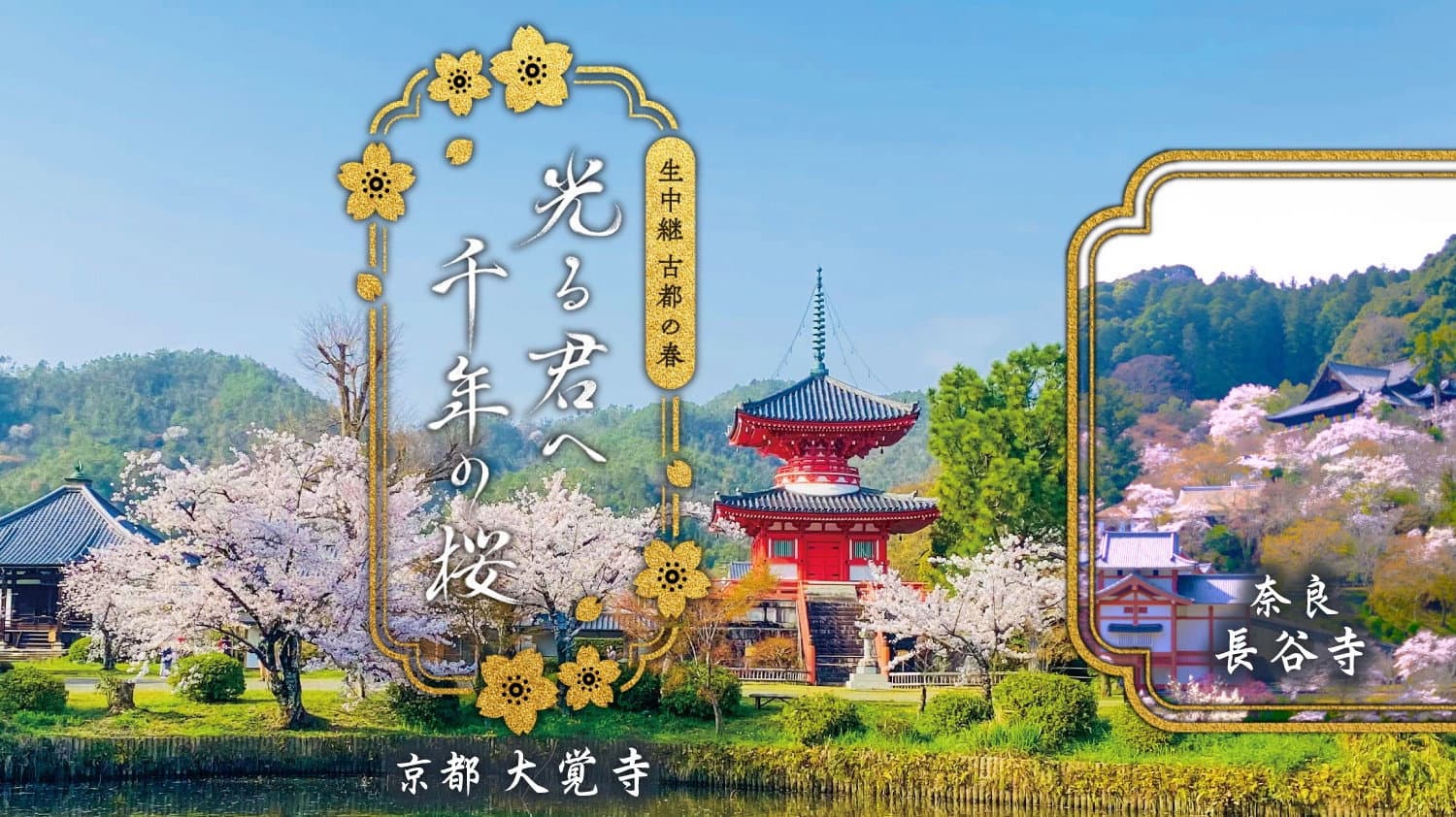 古都の春 光る君へ千年の桜