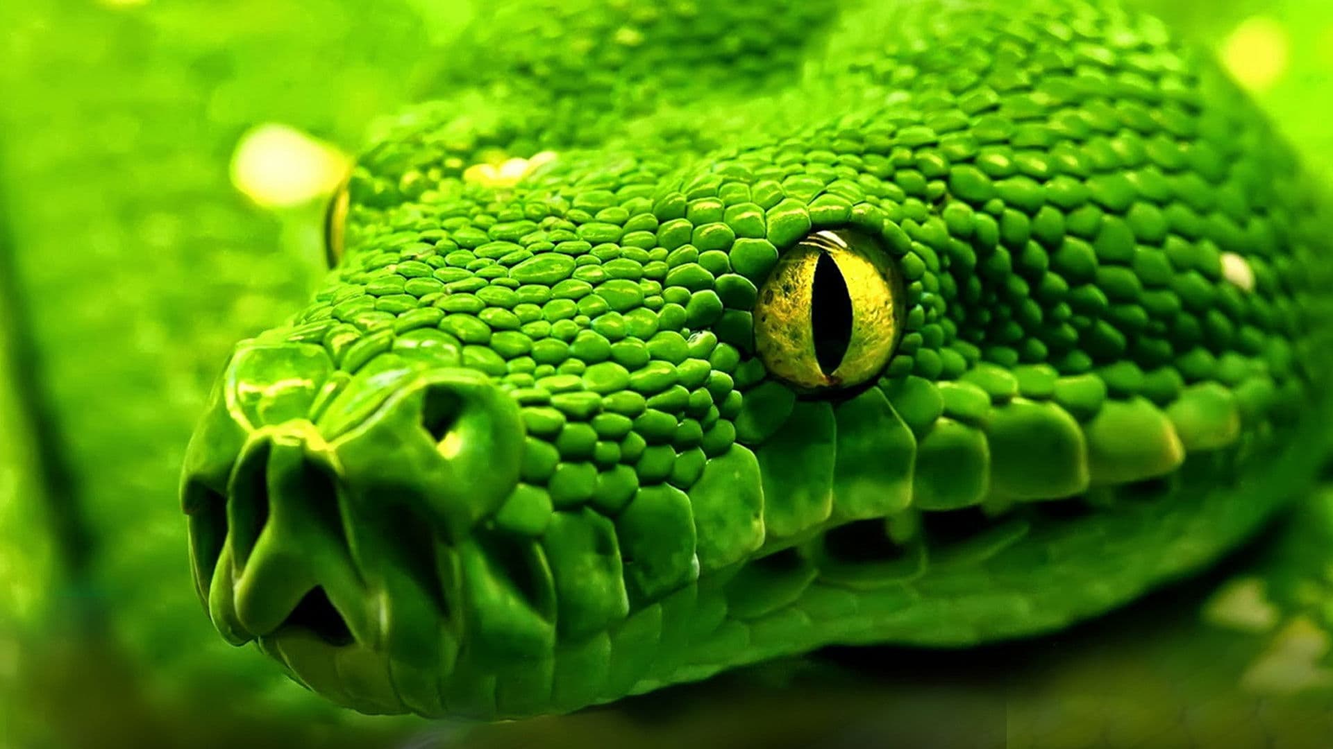 Snakes - Vorsicht: Schlangen