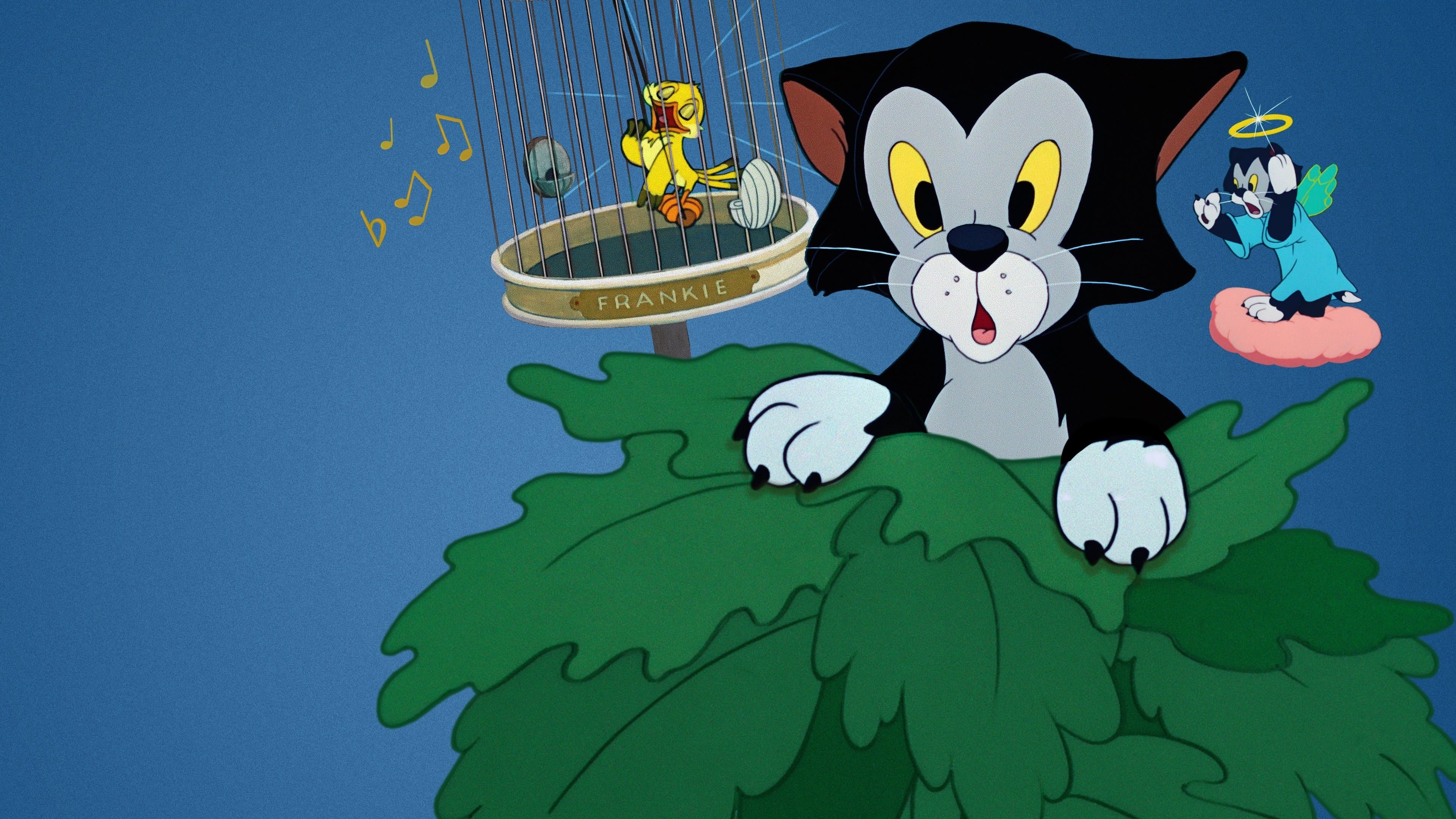 Frankies Katzenmusik