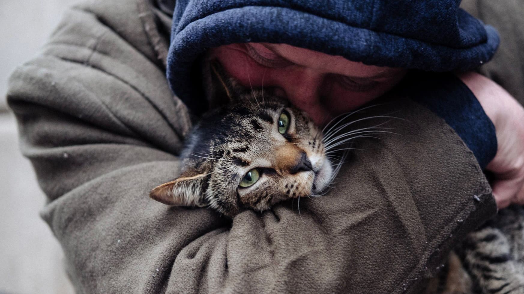 Cat Daddies - Freunde für sieben Leben