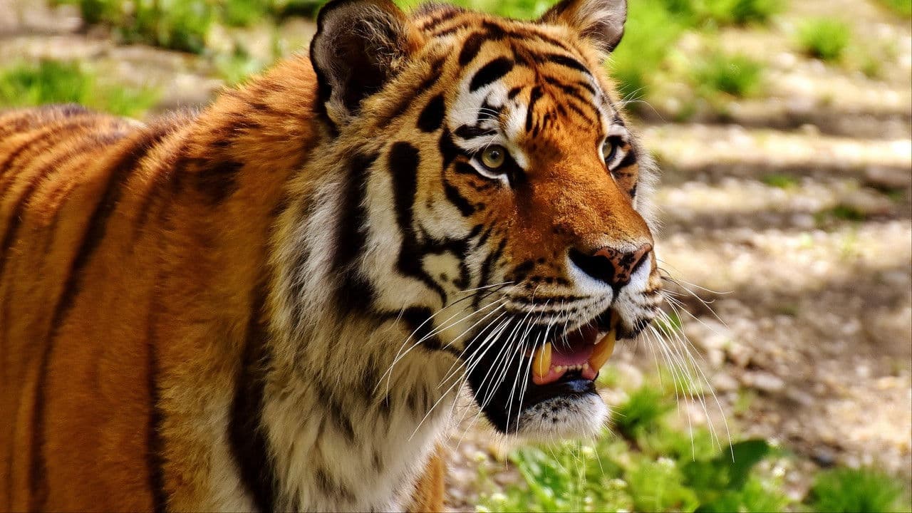 Das geheime Leben der Raubkatzen