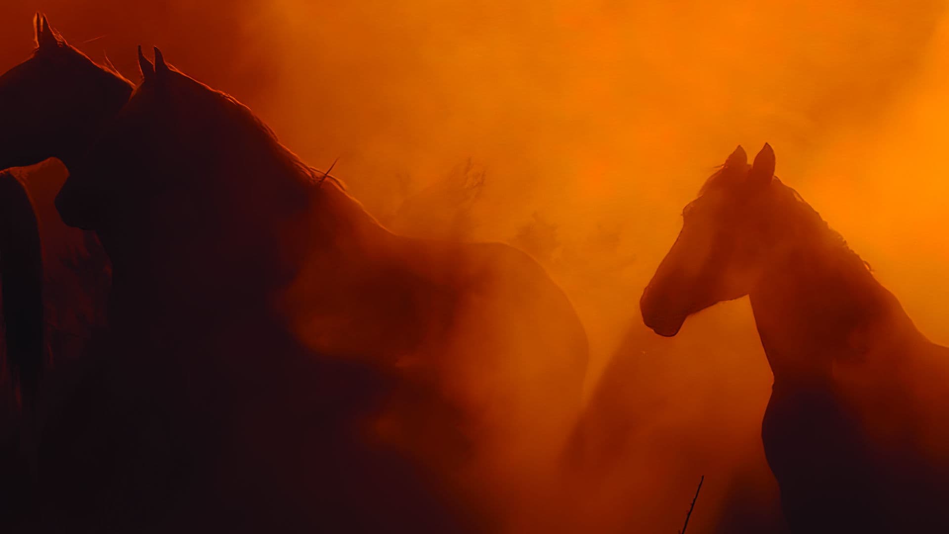 Free Spirit - Mustangs in Gefahr