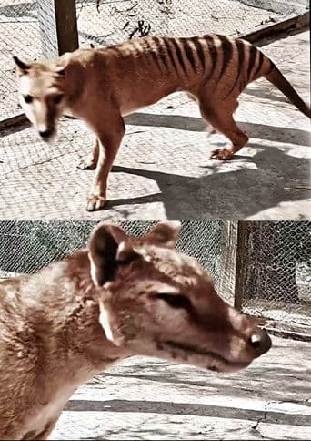 Tasmanian Tiger in Colour