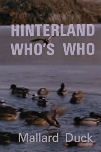 Hinterland Who's Who: Mallard Duck