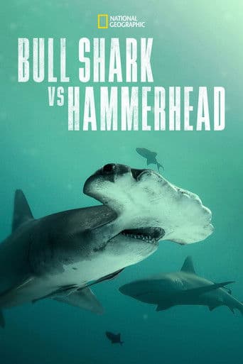 Bullenhai vs. Hammerhai