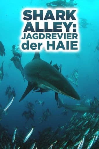 Shark Alley: Jagdrevier der Haie