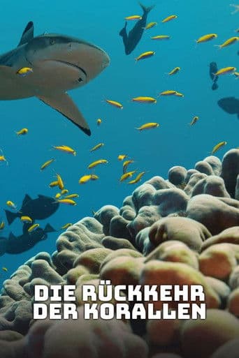 Die Rückkehr der Korallen