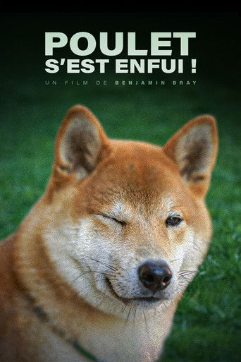 Poulet s'est enfui !