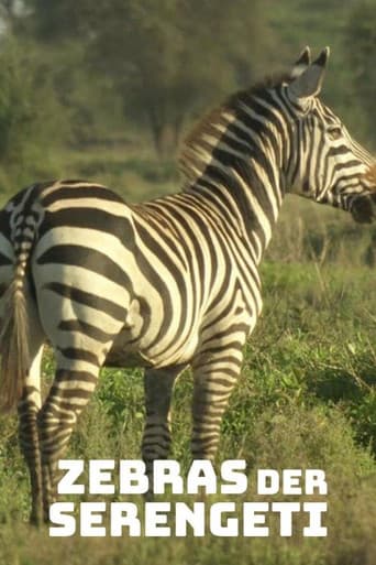 Zebras der Serengeti