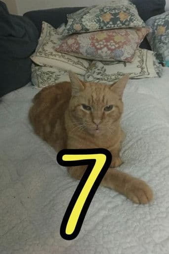 The Adventures of Murphy the Cat #7