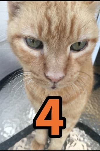 The Adventures of Murphy the Cat #4