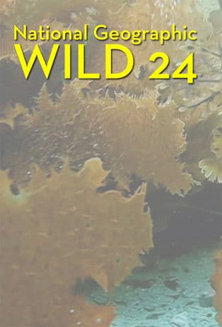 Wild 24: Ein Tag in der Wildnis
