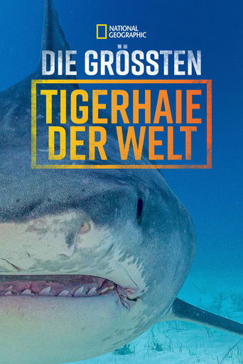 Die größten Tigerhaie der Welt