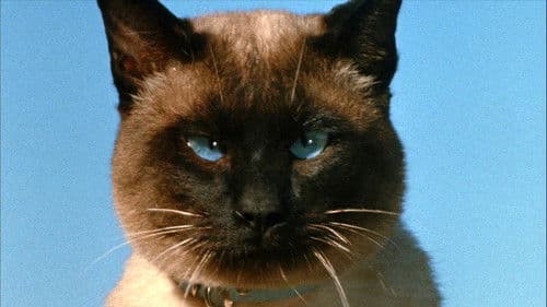 Die unglaubliche Reise Bild 7