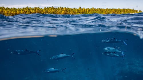 Amelia Earhart - Suche nach einer Legende Bild 8