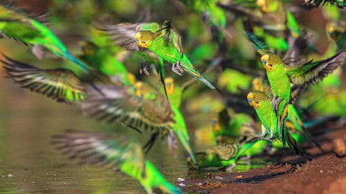 Wildes Australien Bild 3