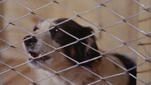 Mondo cane n. 2 Bild 1