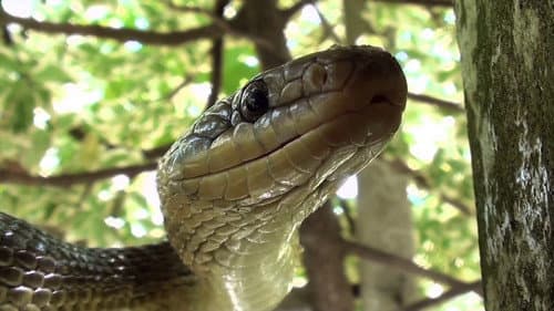 The Secret Life of Snakes Bild 1