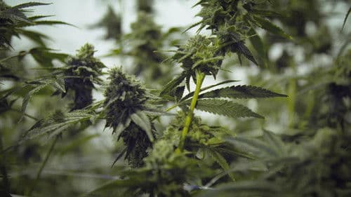 Cannabis illégal Bild 7