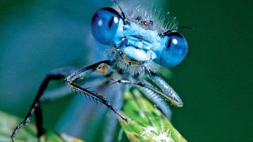 Verborgene Welten Bild 3