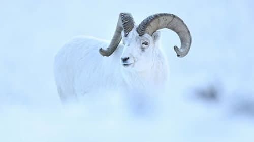 Yukon - Ein Traum in Weiß Bild 1
