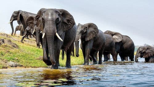 Elefanten hautnah Bild 1