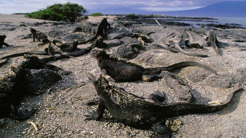 Naturparadiese am Äquator Bild 2