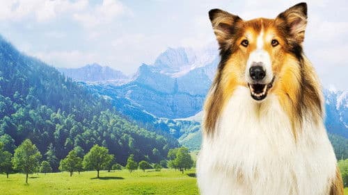 Lassie - Ein neues Abenteuer Bild 4