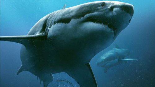 47 Meters Down Bild 6