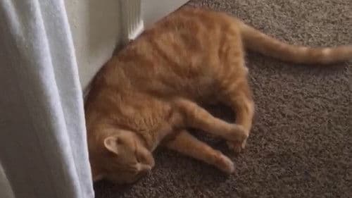 The Adventures of Murphy the Cat #3 Bild 1