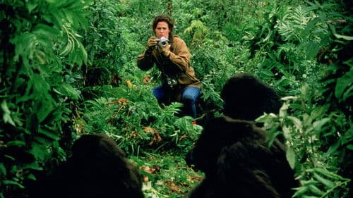 Gorillas im Nebel Bild 5