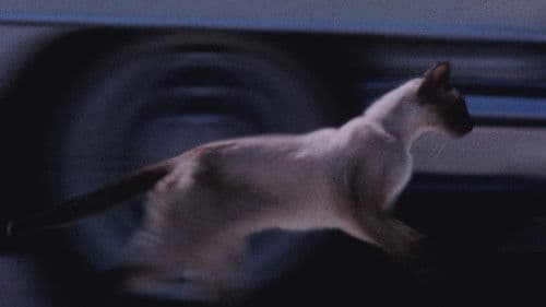 The Perils of Priscilla Bild 1