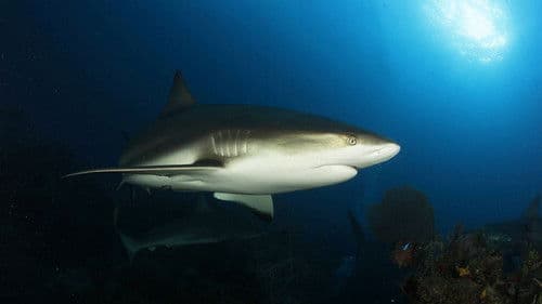 Castro's Secret Reef Bild 3